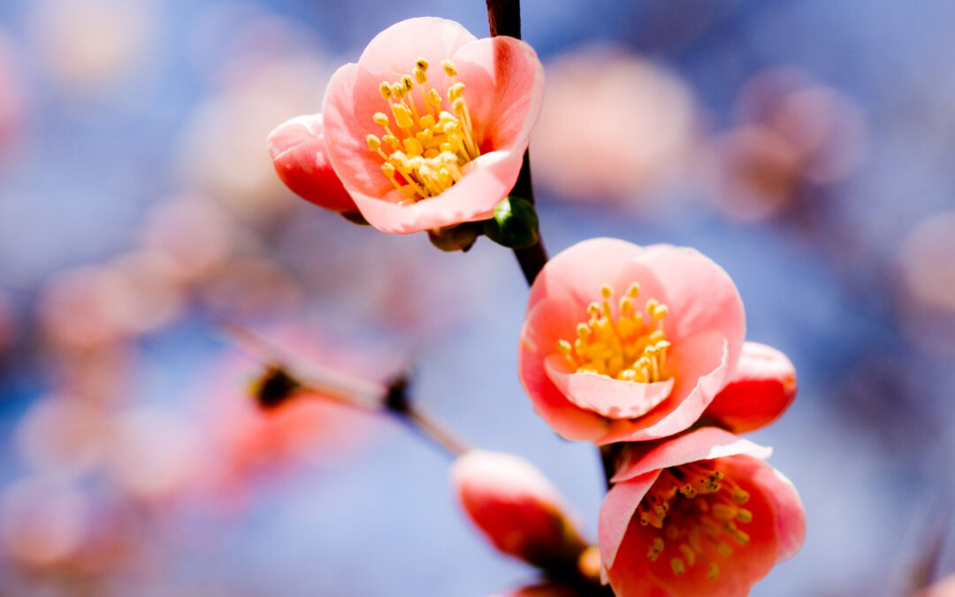 日本で人気の邪気を払う植物：幸運を呼ぶ自然の力