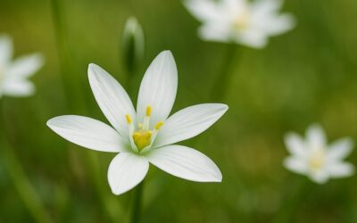 才能開花SP特別オートロードキャンペーン