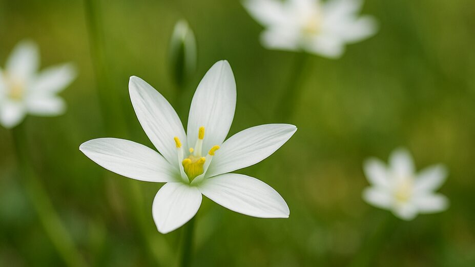エネルギー開発インタビュー　才能開花SPオートロード